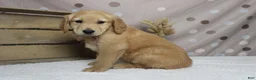Golden Retriever dogs for sale: Brioche  - Ad 3
