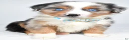 Miniature Australian Shepherd dogs for sale: Koen  - Ad 7