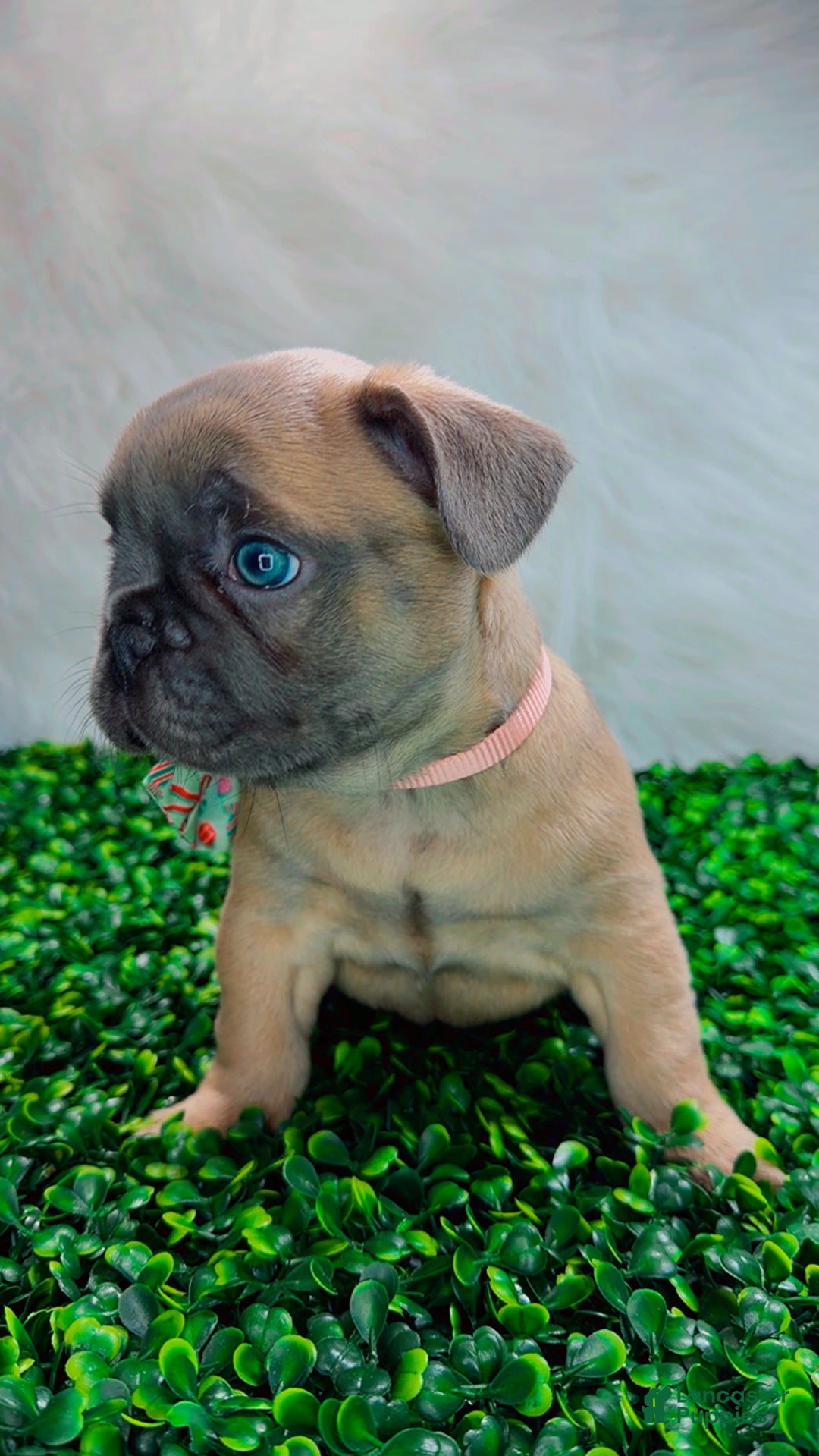 French Bulldog dogs for sale: MONNET - Ad 3