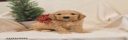 Goldendoodle dogs for sale: Buck - Ad 3
