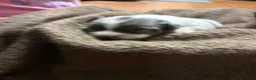 Jack Russell Terrier dogs for sale: Boy 1 - Ad 2
