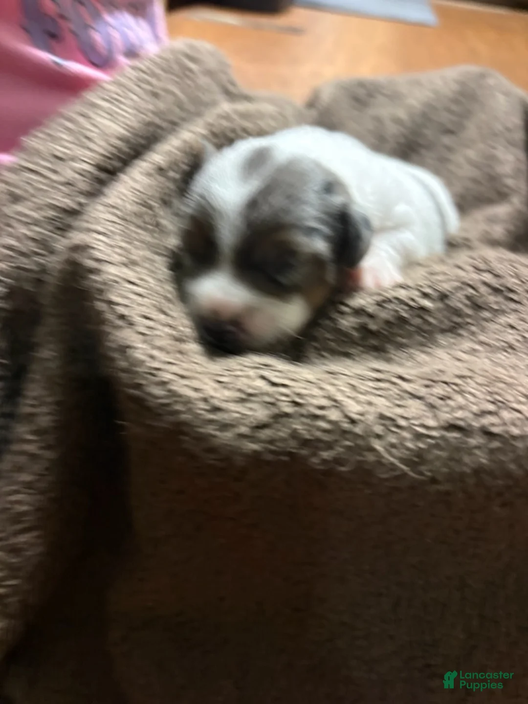 Jack Russell Terrier dogs for sale: Boy 1 - Ad 2