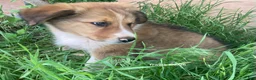 Collie dogs for sale: Travis - Ad 5