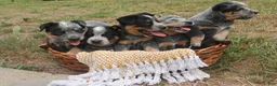 Australian Cattle Dog dogs for sale: Charlie - Ad 6