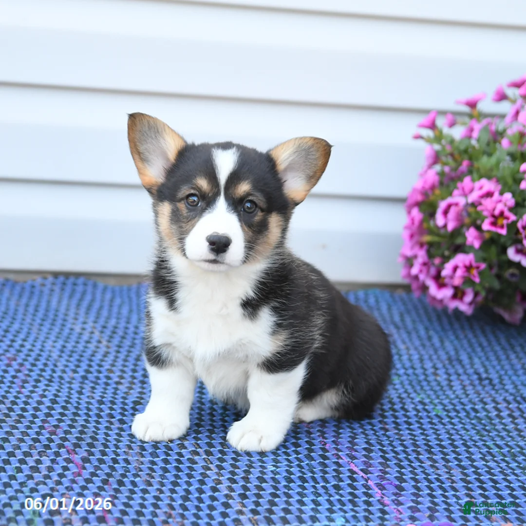 Welsh Corgi Pembroke dogs for sale: Diamond - Ad 1
