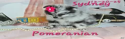 Pomeranian dogs for sale: Sydney Pomeranian Puppy 1 - Ad 3