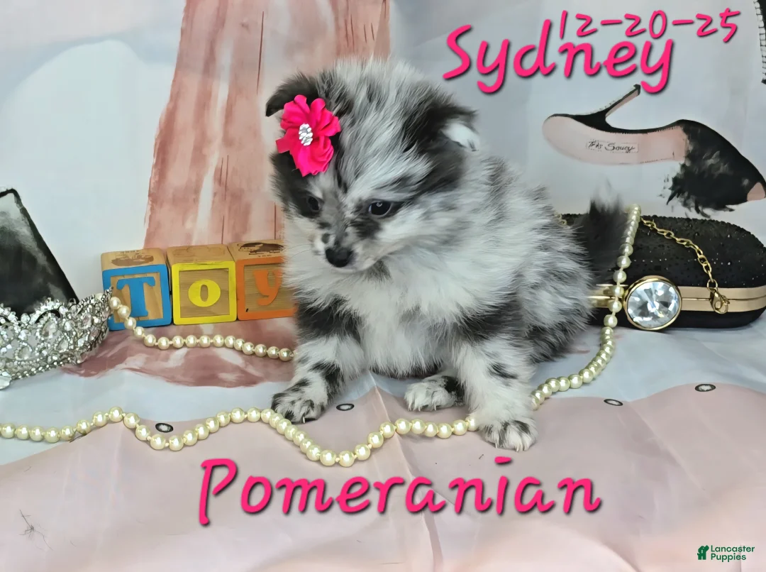 Pomeranian dogs for sale: Sydney Pomeranian Puppy 1 - Ad 3
