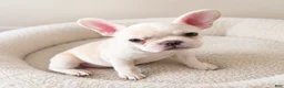 French Bulldog dogs for sale: SNOW WHITE - Our Exclusive White Frenchie Princess! - Ad 3