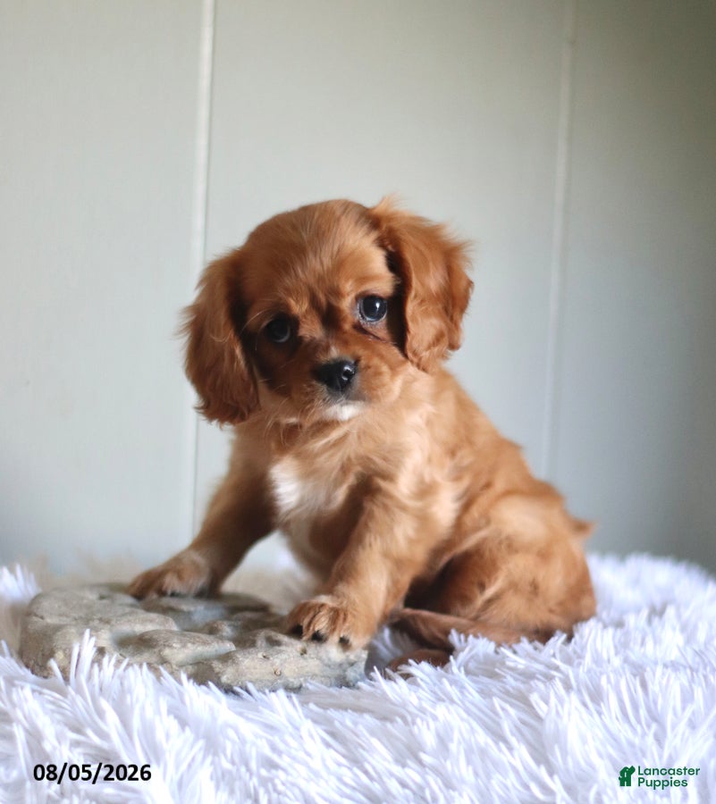 Cavalier King Charles Spaniel dogs Hannah Special Needs - Ad 2