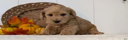 Schnoodle dogs for sale: Rover - Ad 10