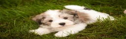 Havanese dogs for sale: Darcy Havanese  - Ad 6