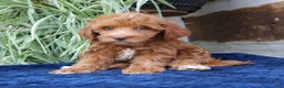Mini Goldendoodle dogs for sale: Harper  - Ad 4