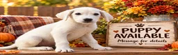 Labrador Retriever dogs for sale: Labrador Retriever 6 - Ad 3
