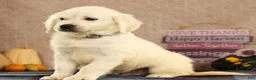 Golden Retriever dogs for sale: Golden Retriever 5 - Ad 5