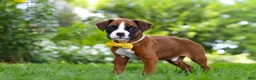 Boxer dogs for sale: Scooter - Ad 7