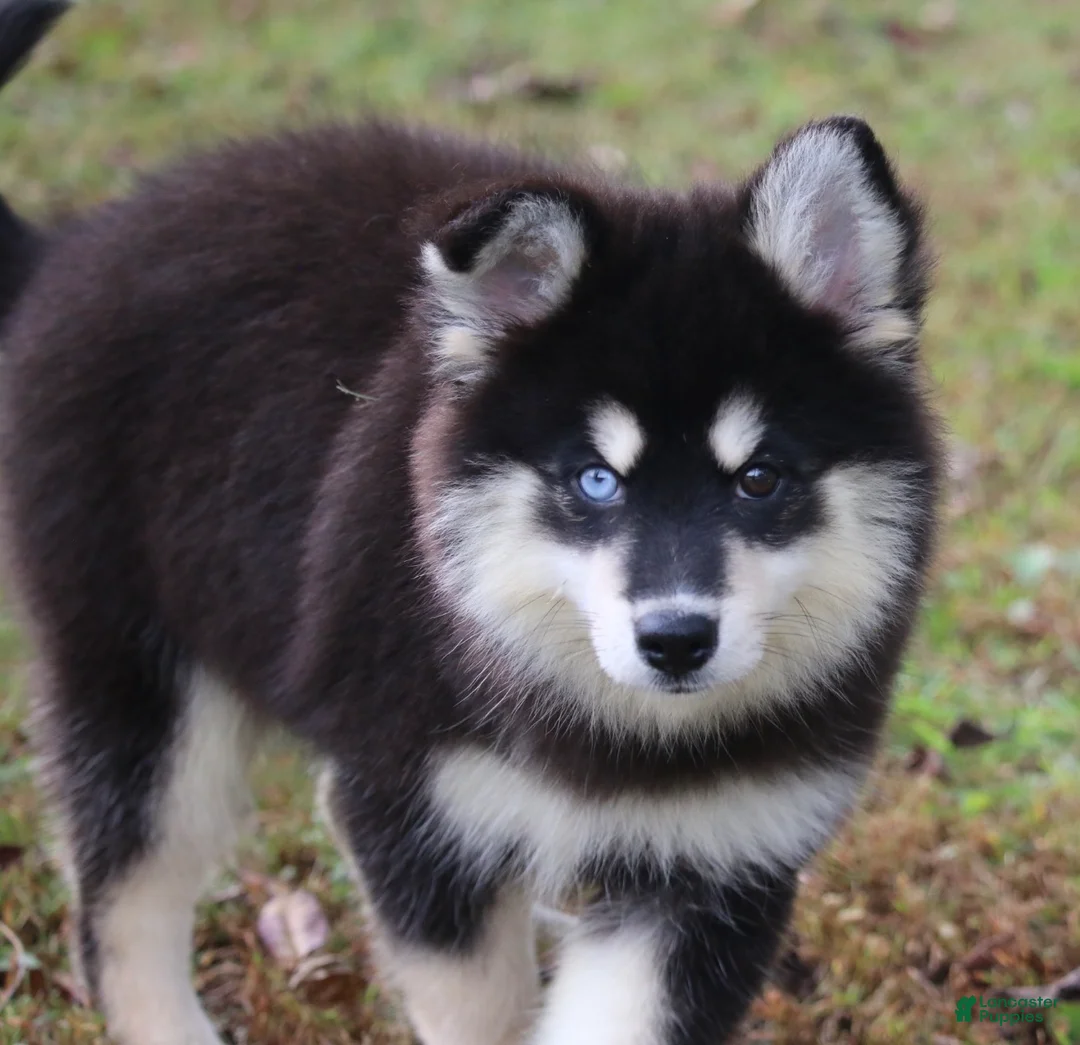 Pomsky dogs for sale: Sylveon - Ad 5