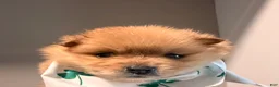Pomeranian dogs for sale: Winnie - Ad 1