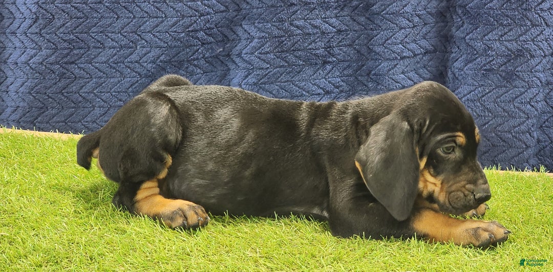 Mixed Breed dogs for sale: 2025 Bloodahoula Male 3 "Moe" - Ad 3