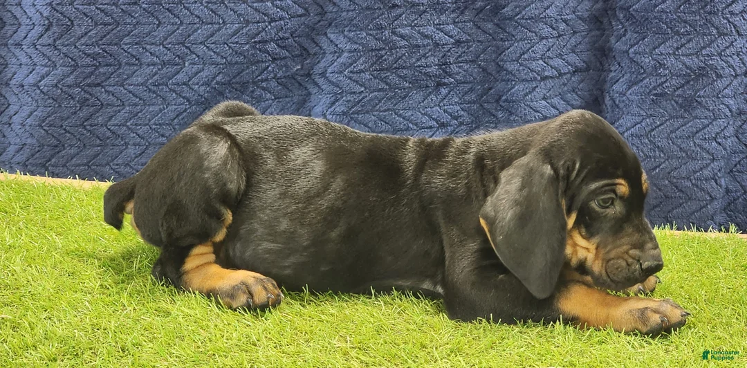 Mixed Breed dogs for sale: 2025 Bloodahoula Male 3 "Moe" - Ad 3