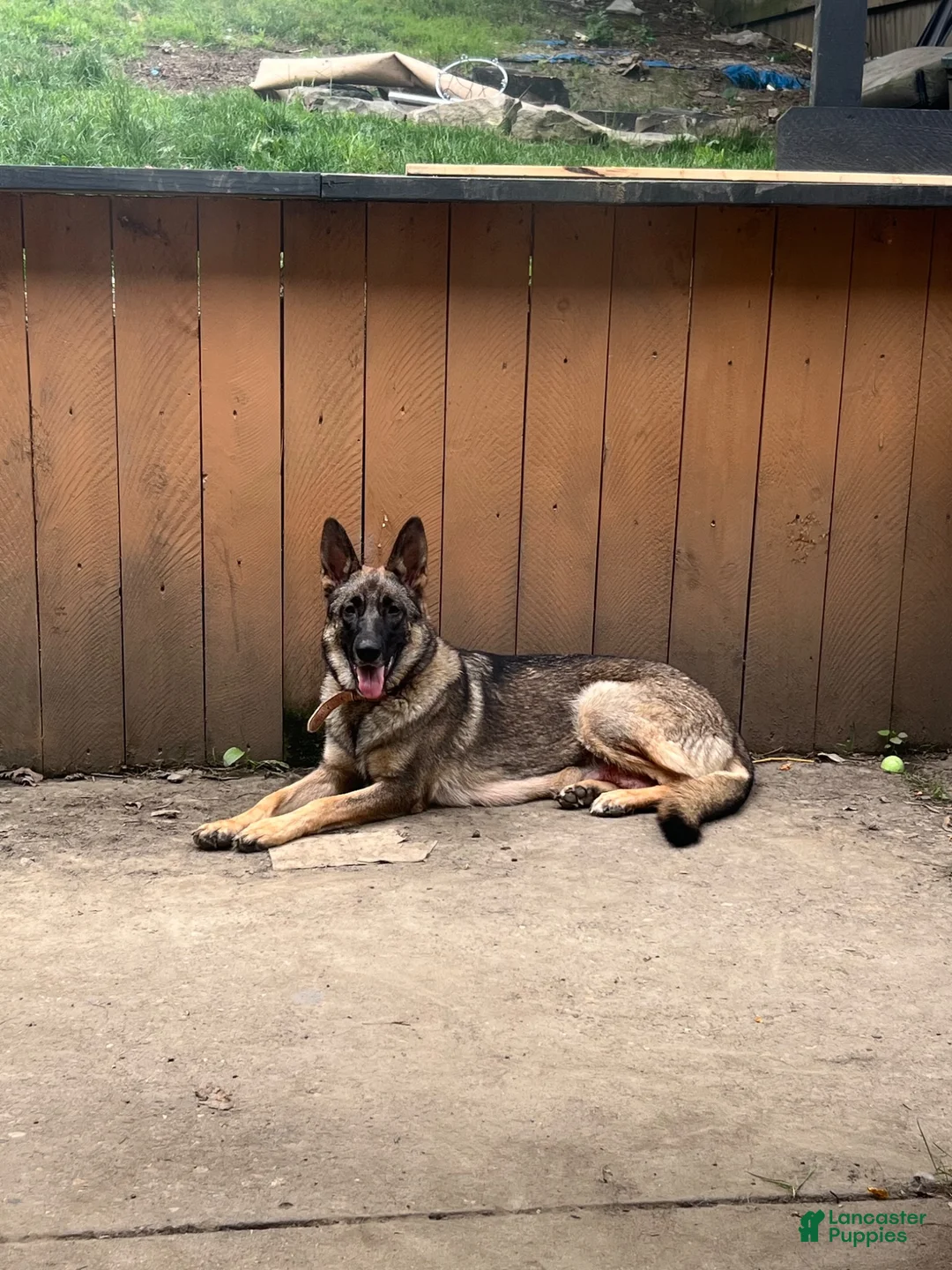 German Shepherd dogs for sale: German Shepherd 6 - Ad 2