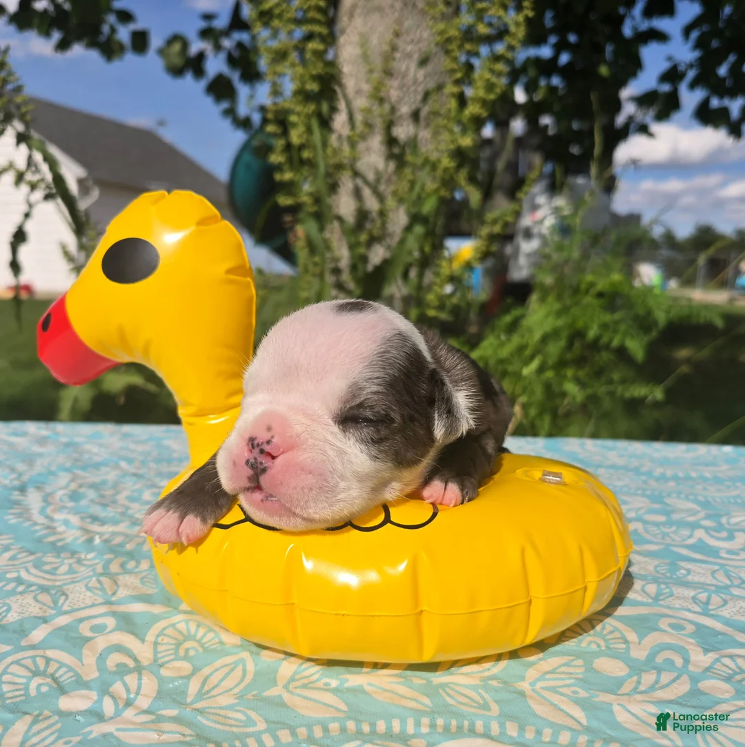 Olde English Bulldogge dogs for sale: Rocky - Ad 2