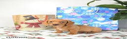 Miniature Dachshund dogs for sale: Ranger - Ad 3
