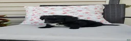 Yorkiepoo dogs for sale: Yorkiepoo 5 - Ad 6