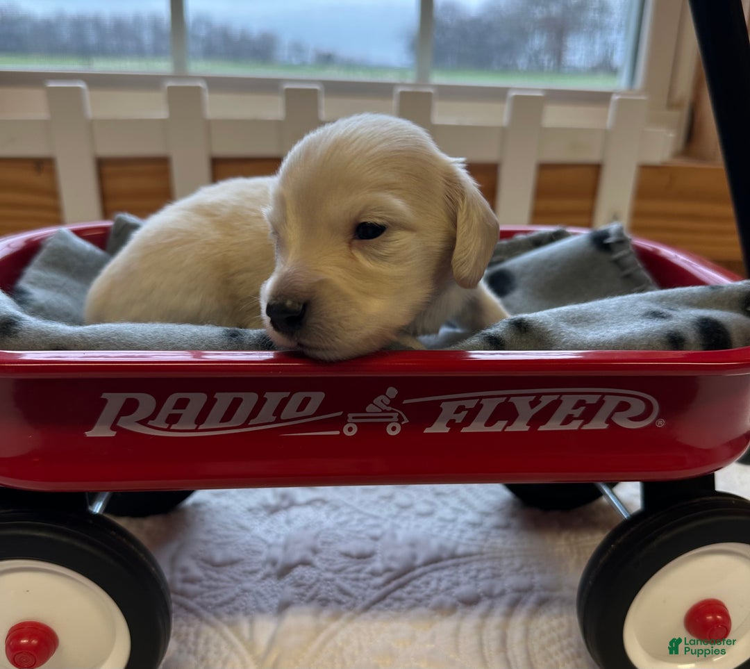 Miniature Dachshund dogs for sale: Levi - Ad 9