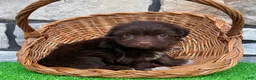 Havanese dogs for sale: Rowdy - Ad 5