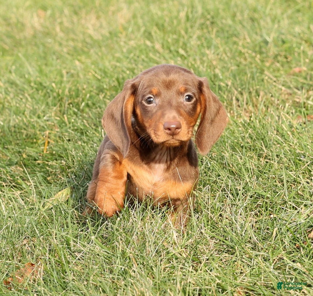 Miniature Dachshund dogs for sale: Cooper - Ad 3