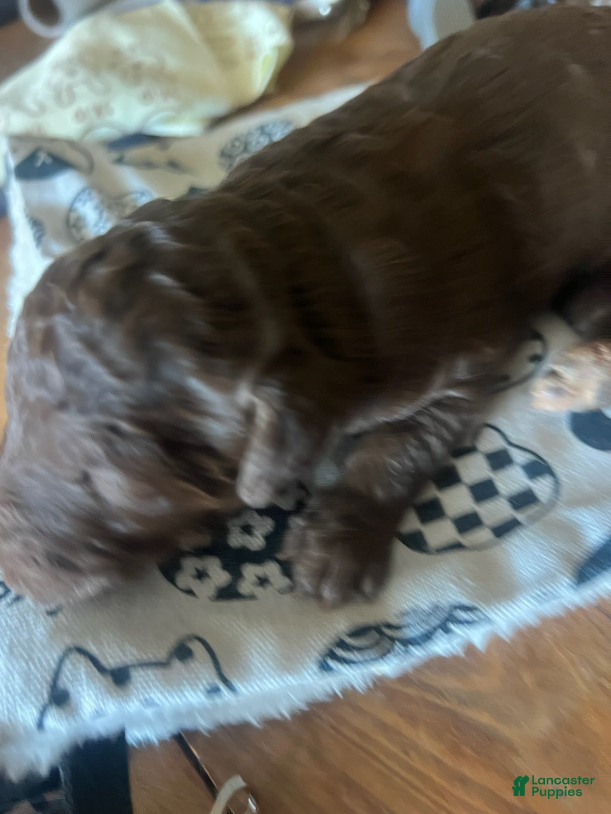 Standard Poodle dogs Standard Poodle 1 - Ad 2