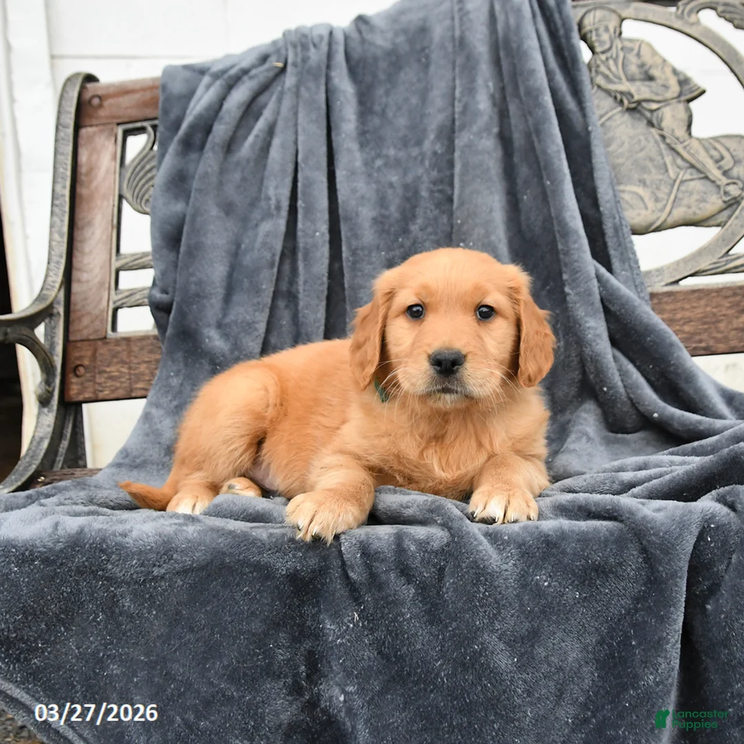 Golden Retriever dogs for sale: Bear  - Ad 2