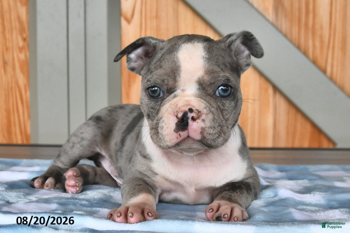 Boston Terrier dogs Buster  - Ad 1