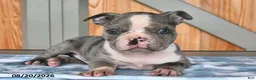 Boston Terrier dogs for sale: Buster  - Ad 1