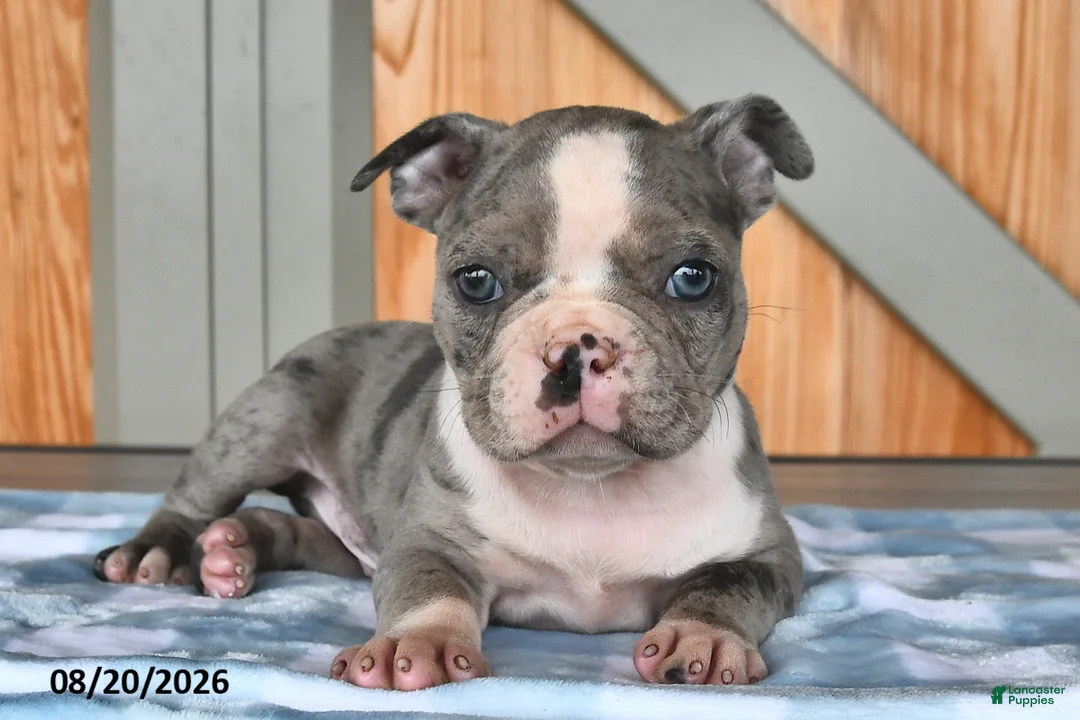 Boston Terrier dogs for sale: Buster  - Ad 1