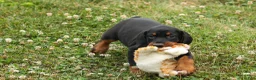 Doberman Pinscher dogs for sale: DAISY - Ad 13