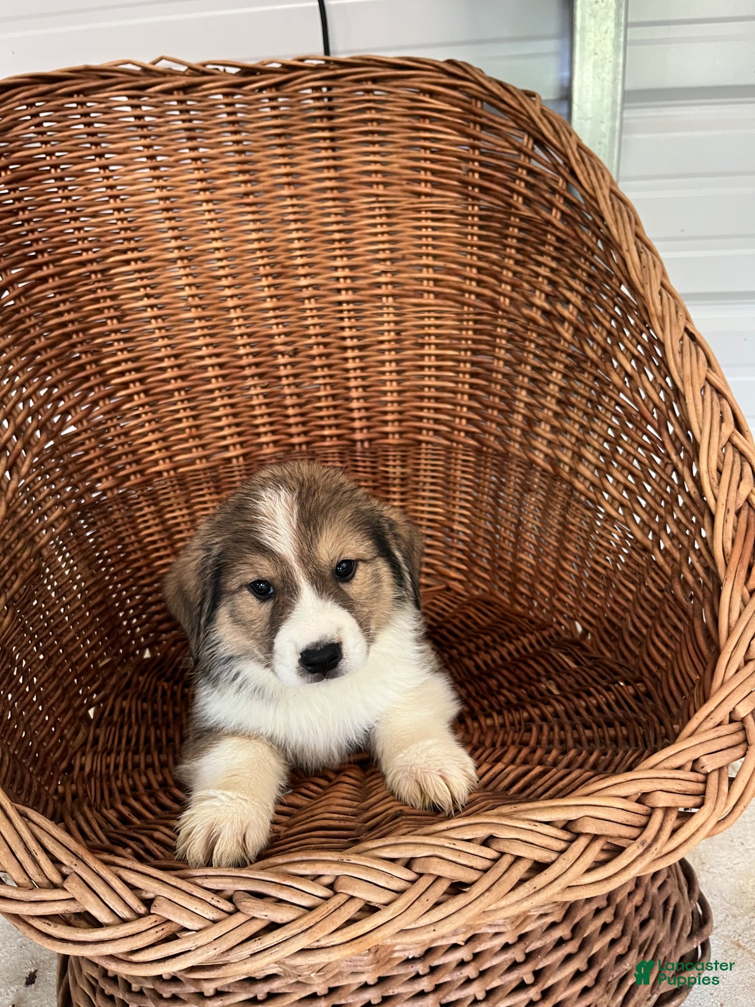 Golden Shepherd dogs Dexter - Ad 1