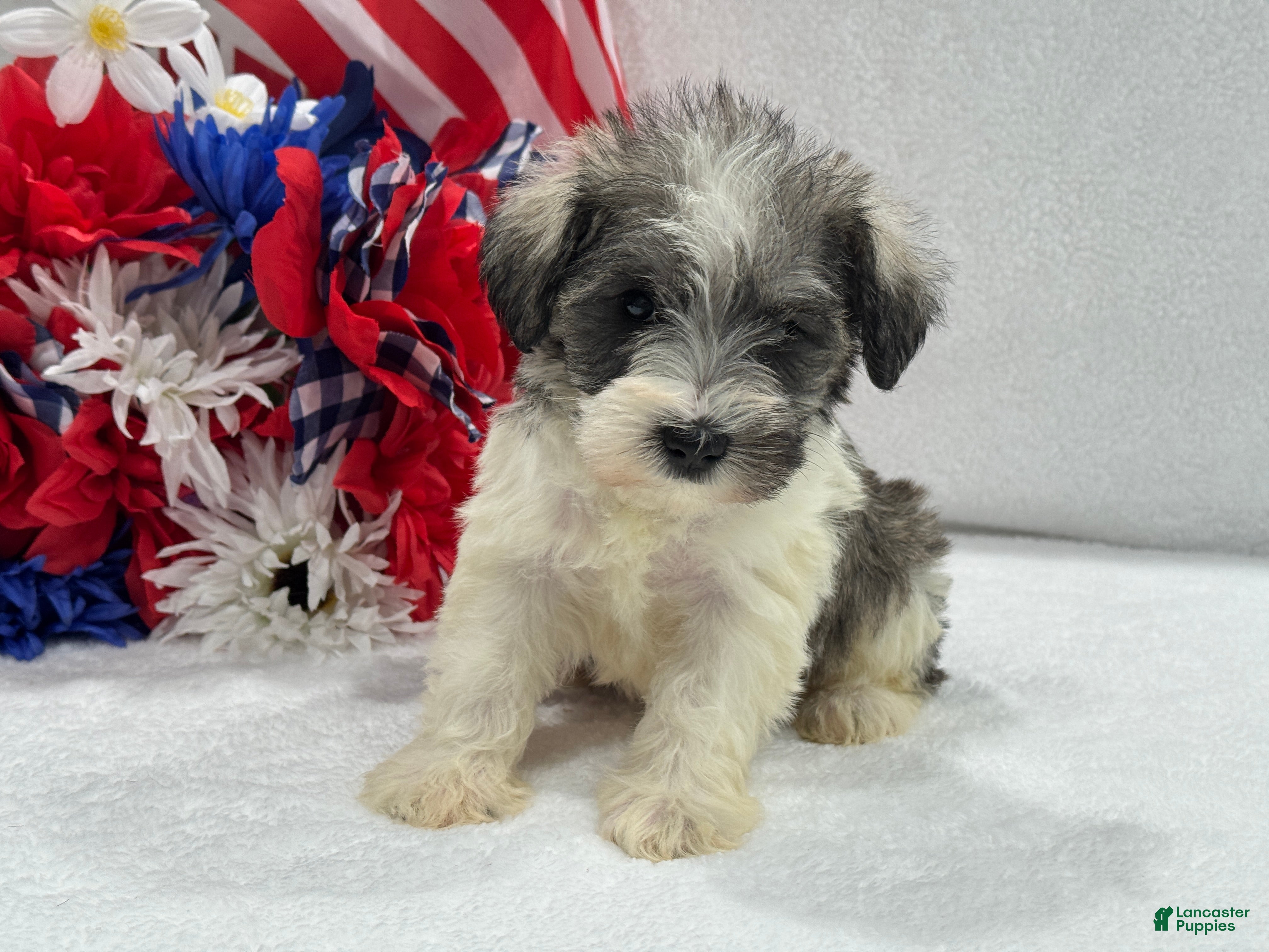 Miniature Schnauzer dogs Josie Female 3 - Ad 13