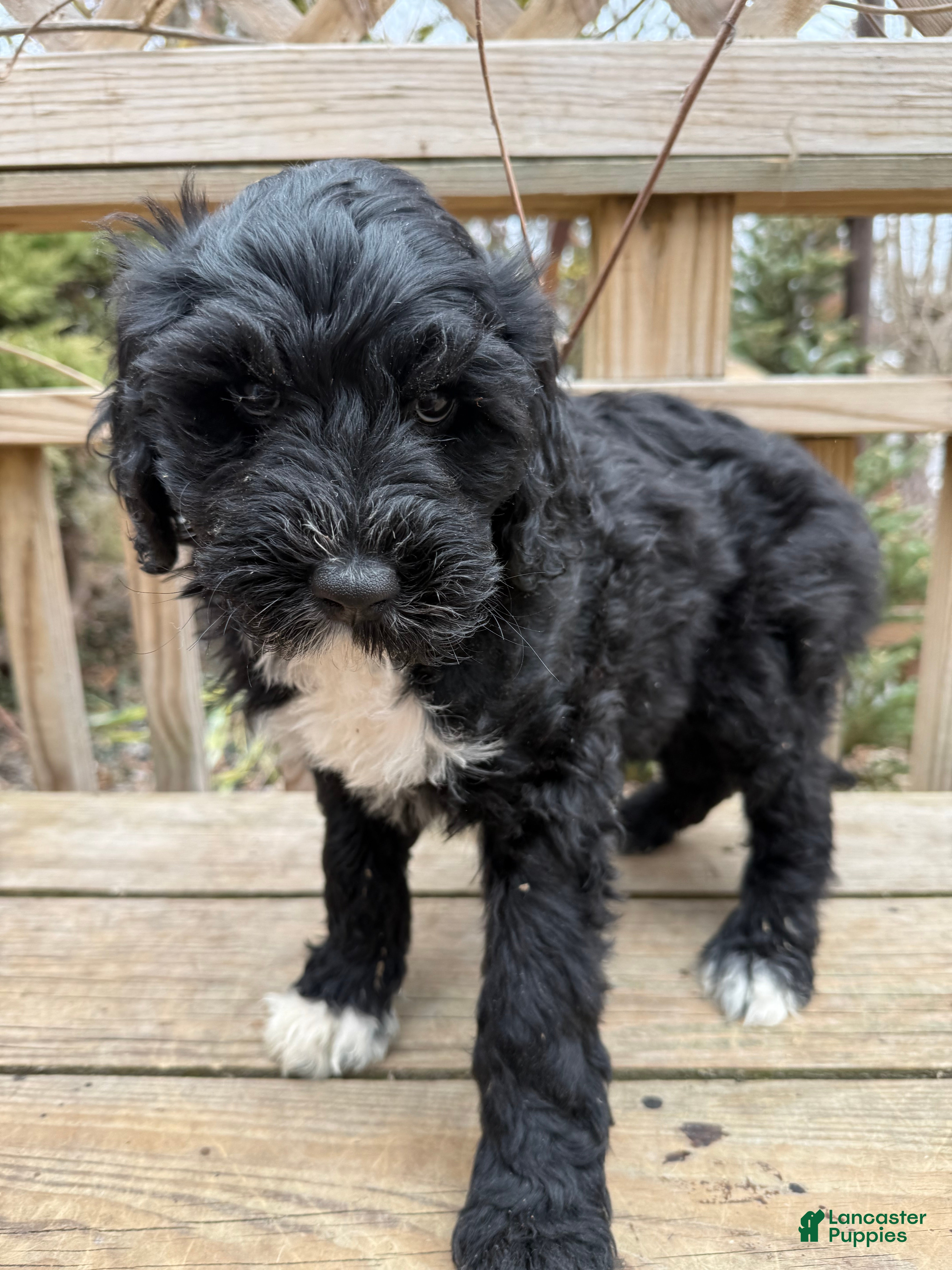 Mixed Breed dogs Lola - Ad 1