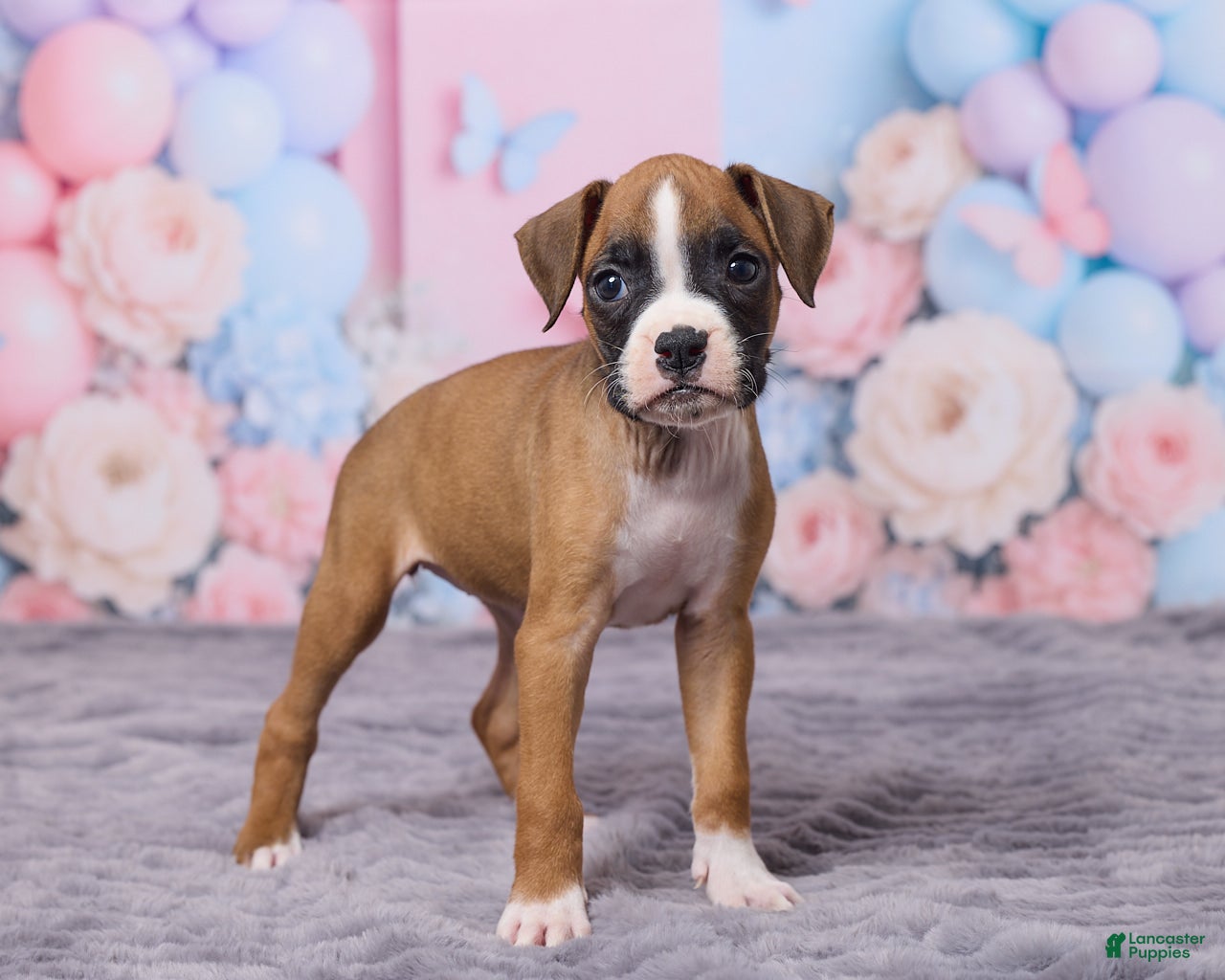 Boxer dogs Zoey - Ad 2