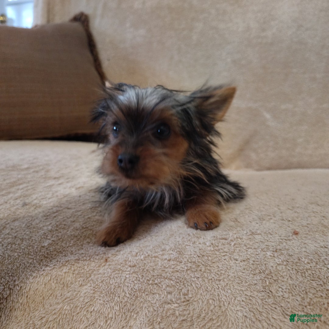 Pomchi dogs for sale: Monte - Ad 2
