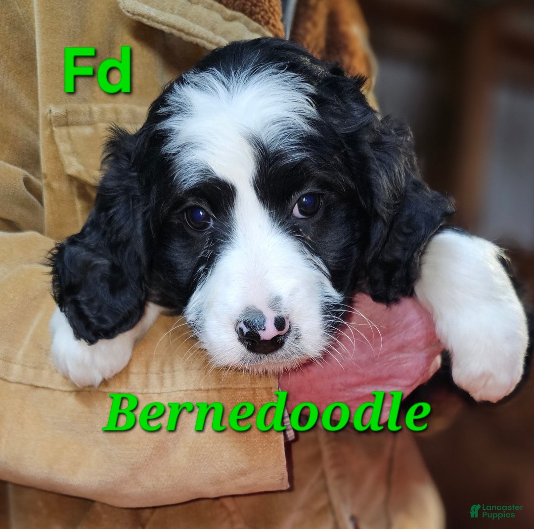 Bernedoodle dogs for sale: Bernedoodle Puppy 1 - Ad 6
