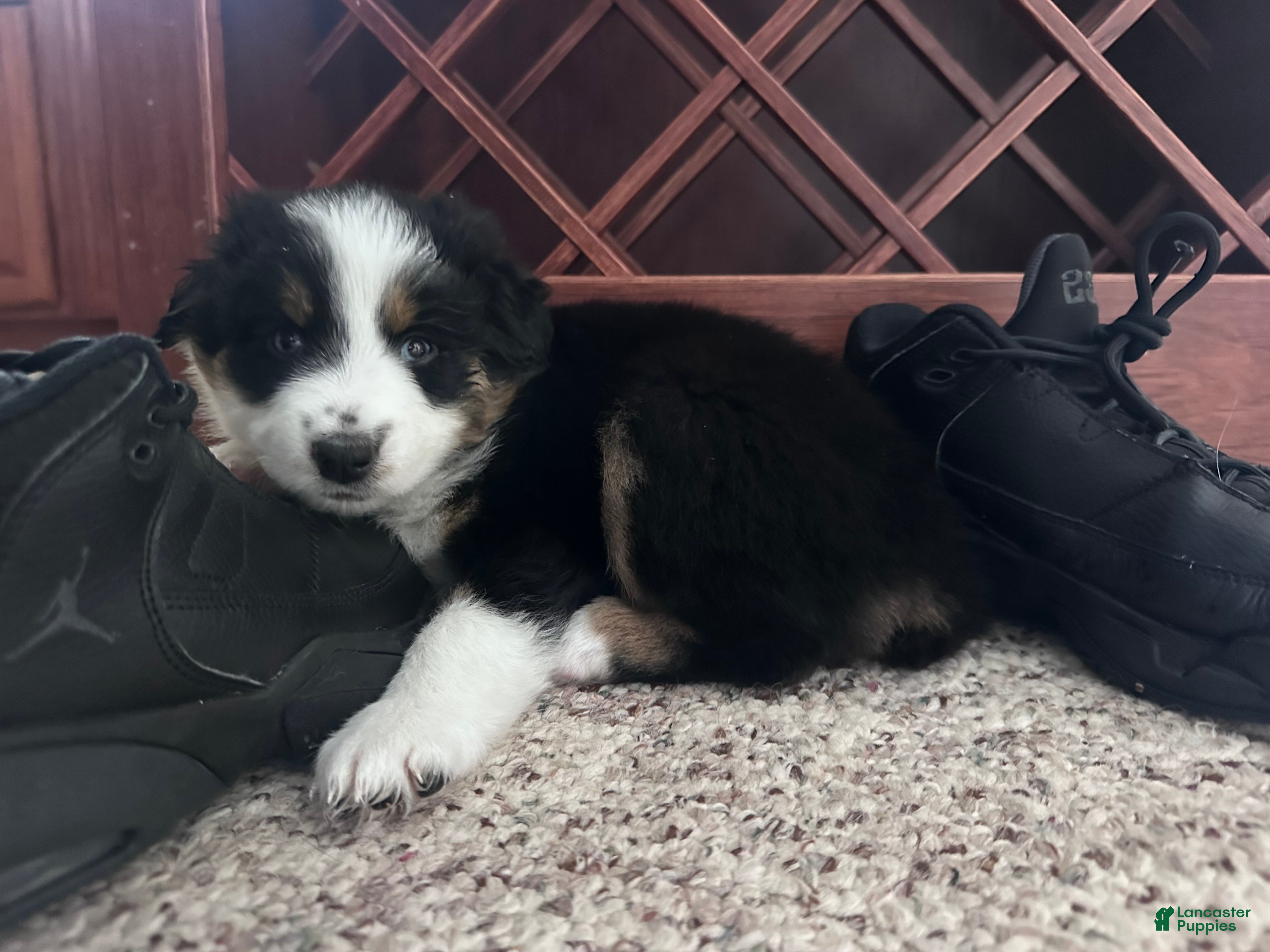 Australian Shepherd dogs Maple - Ad 3