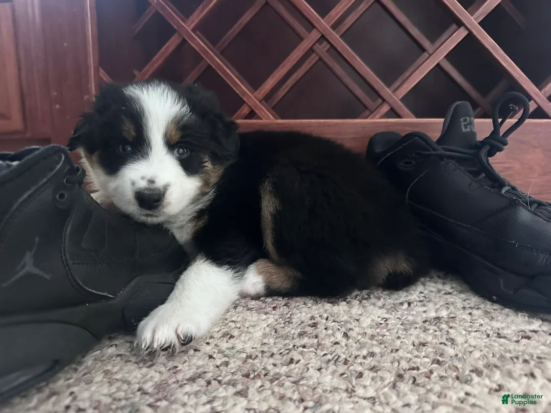 Australian Shepherd dogs for sale: Maple - Ad 1