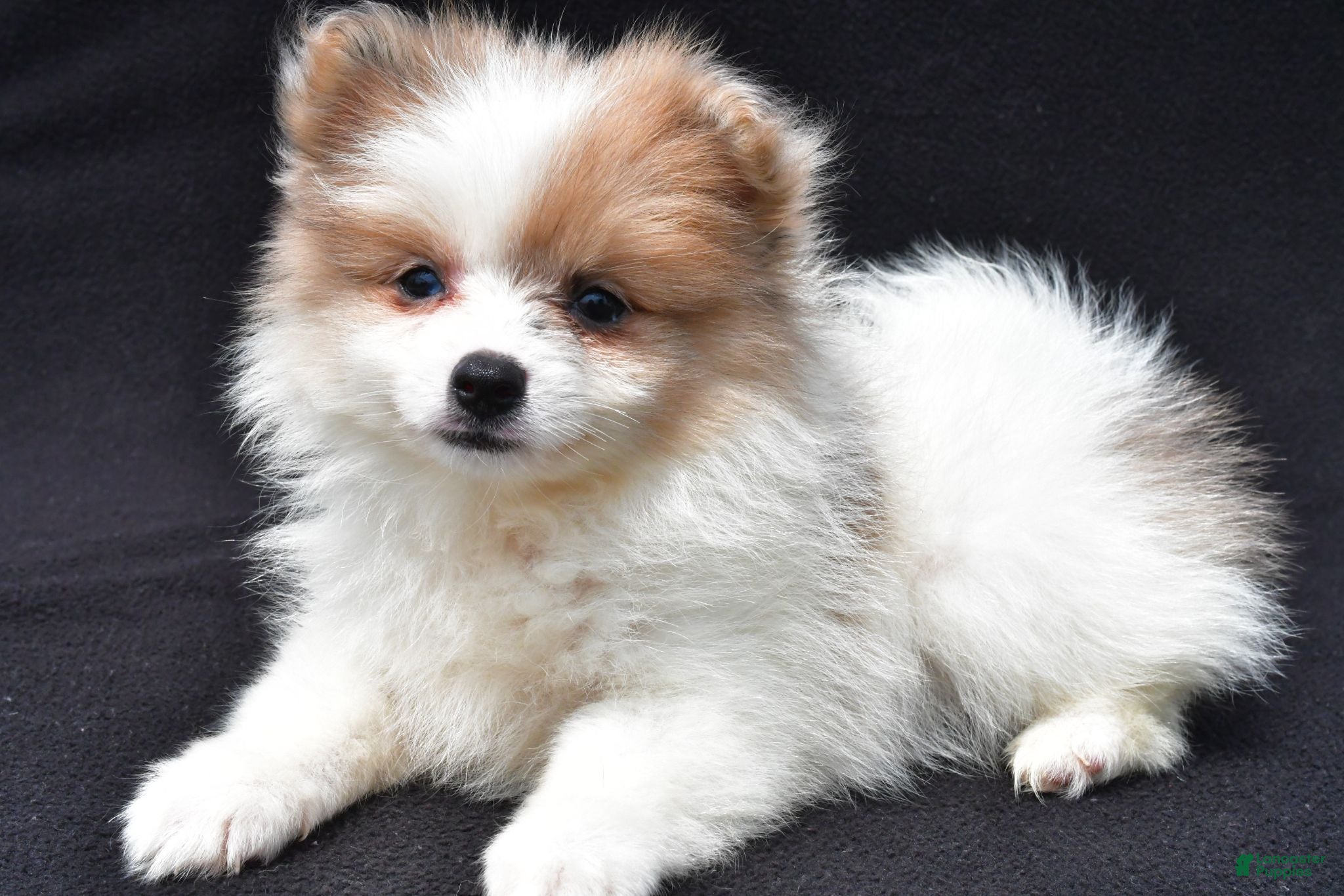 Pomeranian dogs Holly - Ad 2