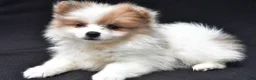 Pomeranian dogs for sale: Holly - Ad 2