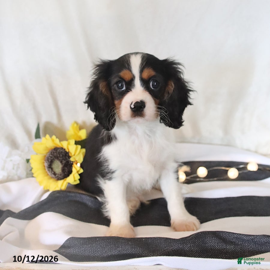 Cavalier King Charles Spaniel dogs Phoenix - Ad 1