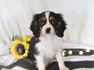 Cavalier King Charles Spaniel dogs Phoenix - Ad 1