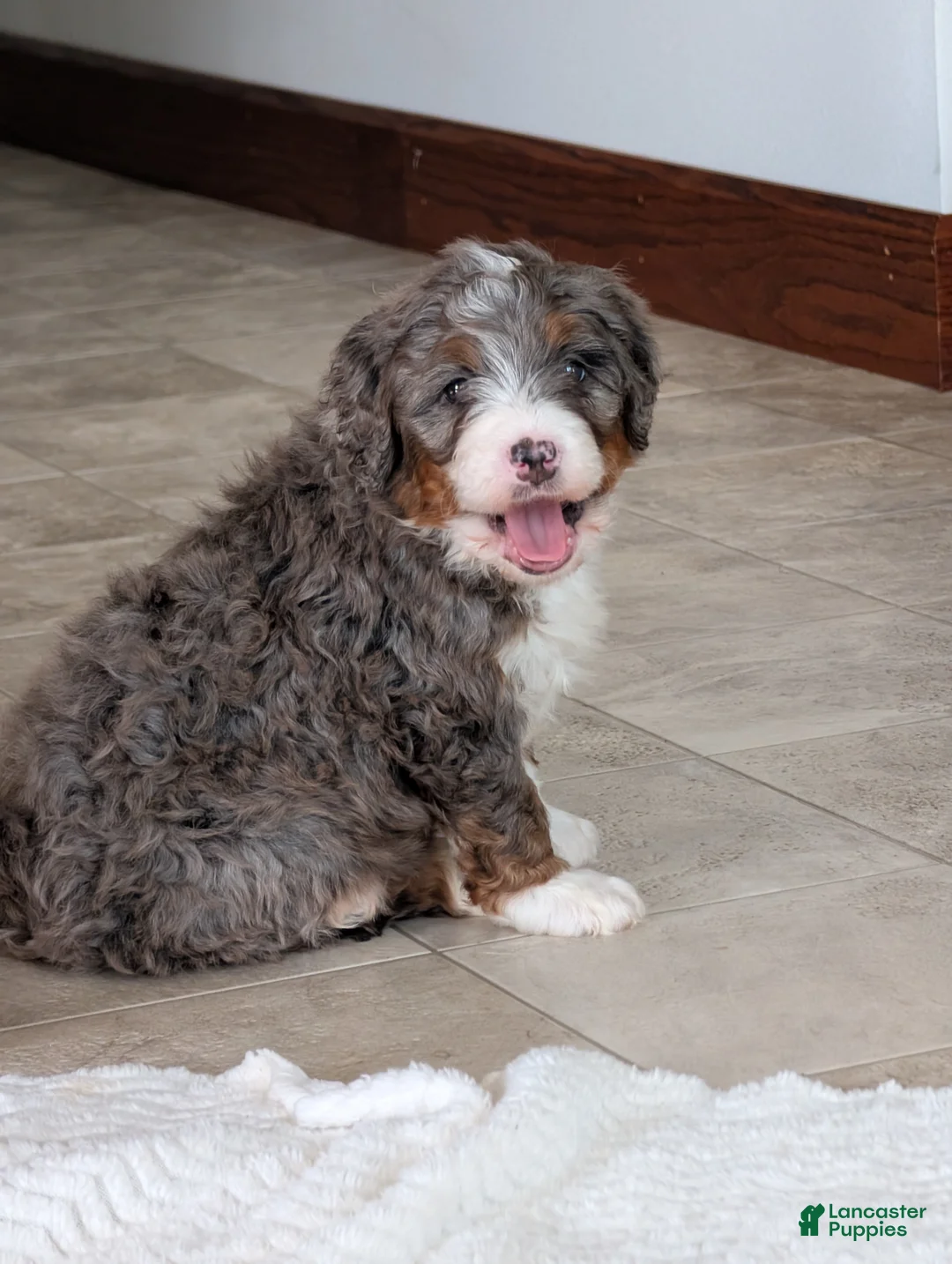 Mini Bernedoodle dogs for sale: Mini Marlo  - Ad 2