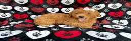 Mini Aussiedoodle dogs for sale: Olivia - Ad 5